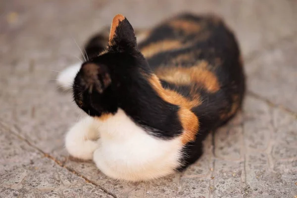 Tricolor maneki neko gato encontra-se no chão de pedra, vista da parte de trás — Fotografia de Stock