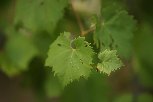 Jonge druivenbladeren klein en groot groeien in de tuin. — Stockfoto