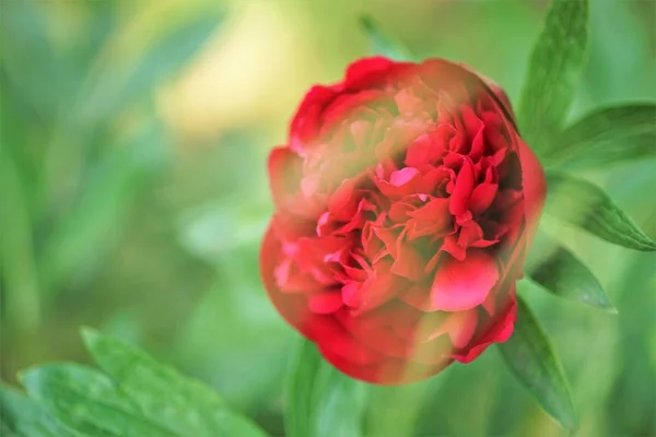 어느 봄 정원에서 자라는 붉은 해바라기 꽃 — 스톡 사진