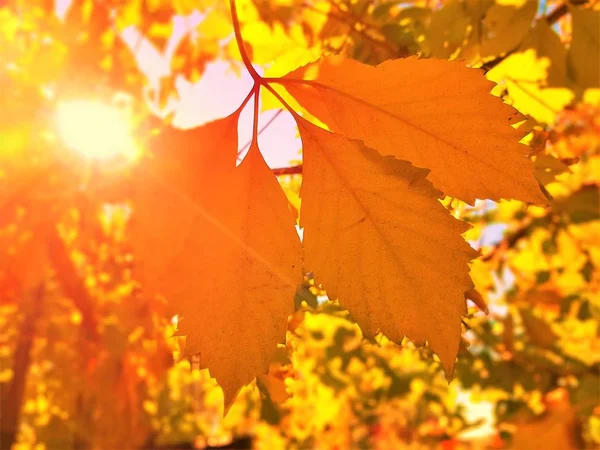 Höstsäsongens bakgrund med vinblad i vingården och solstrålarna — Stockfoto