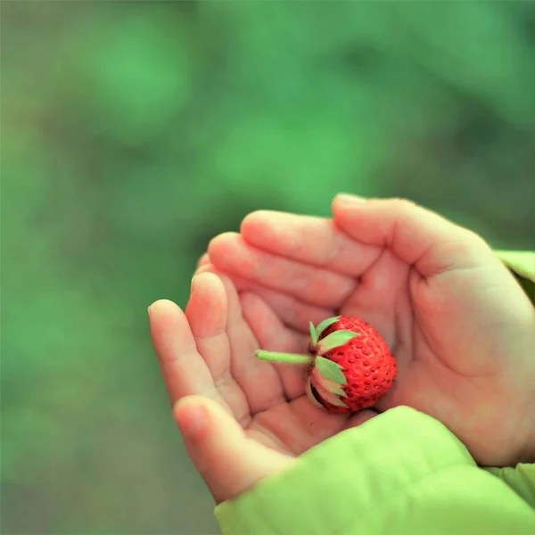 Reife rote Erdbeere in der Hand eines Kindes im Garten, von oben — Stockfoto