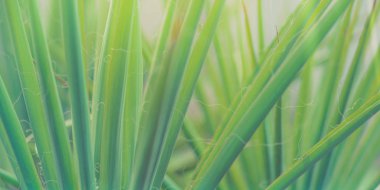 Bir dracaena çiçek Yeşil ince uzun yaprakları, arka plan için closeup.