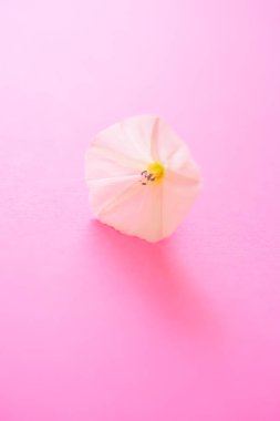 pembe kağıt üzerinde küçük bir açılan tomurcuk ihale çiçek