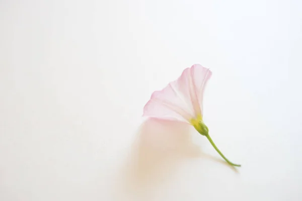 Uma pequena flor macia no livro branco — Fotografia de Stock