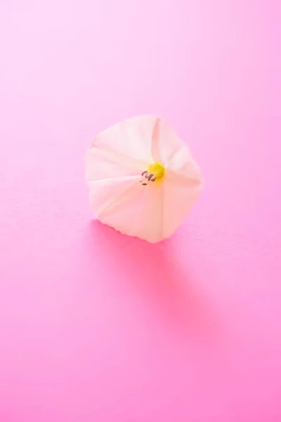 Un piccolo fiore tenero aperto sulla carta rosa — Foto Stock