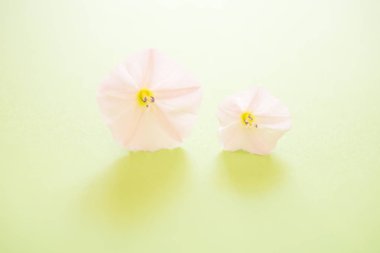 Kireç yeşil kağıt üzerinde iki küçük açılan tomurcuk ihale çiçek, Spa gün.