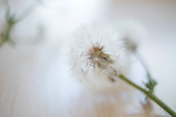 Floarea pufoasă de păpădie se află pe o suprafață de lemn ușoară — Fotografie, imagine de stoc