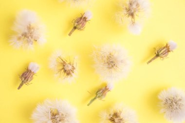 Yuvarlak kabarık karahindiba ve kapalı çiçek tomurcukları sarı kağıt üzerinde satır lar halinde yalan, üst görünümü. Çiçek deseni.