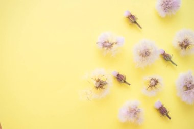 kabarık karahindiba ve kapalı çiçek tomurcukları sarı kağıt üzerinde yalan, üst görünüm, kopya alanı.