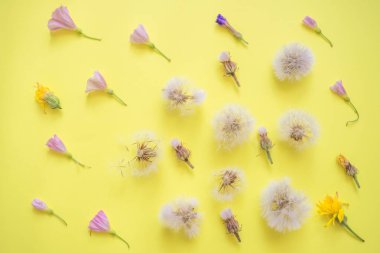 Kabarık karahindiba ve huş bağçiçekleri sarı kağıt üzerinde satır lar halinde yalan, üst görünümü. Yaz çiçek deseni