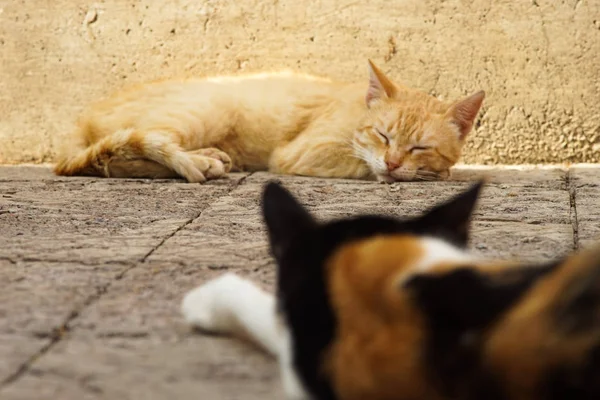 Schöne Ingwerkatze auf der Straße liegend — Stockfoto