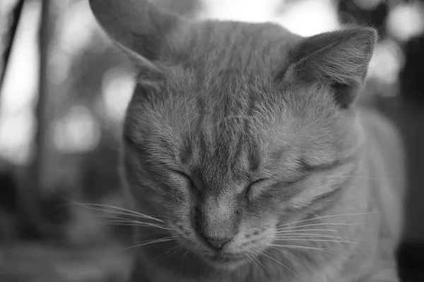 Gato dorme ao ar livre, rosto close-up, foto preto e branco . — Fotografia de Stock