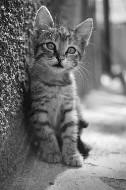 Tabby kedi yavrusu portre açık. Güneşli bir gün. Bw fotoğraf
