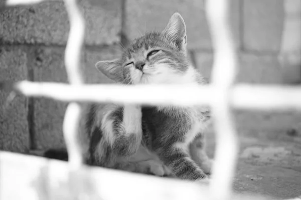 Kitten paws scratches behind an ear, outdoor portrait through the fence. Fleas and ticks in pets. Bw photo. — Stock Photo, Image