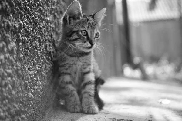 Tabby Kitten Sitting Portrait im Freien. sonniger Tag. Schwarz-Weiß-Foto. — Stockfoto