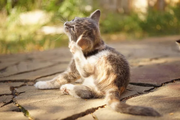 Gatinho arranhões da pata atrás da orelha, retrato ao ar livre verão. Pulgas e carraças em animais domésticos — Fotografia de Stock