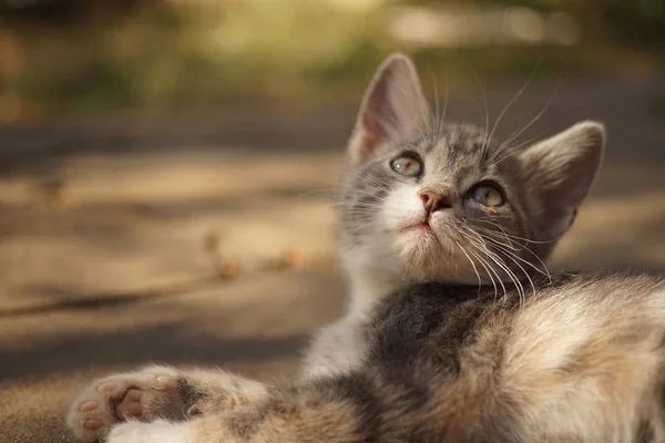 Pálido cinza gatinho closeup retrato no verão dia ao ar livre . — Fotografia de Stock