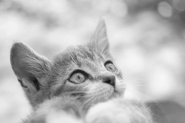 Kitten close-up gezicht portret. Zwart-wit foto. — Stockfoto