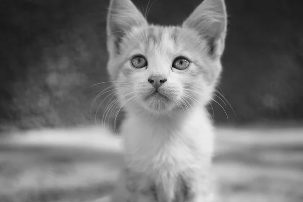 Jonge kitten close-up portret in zomerdag, BW foto. — Stockfoto