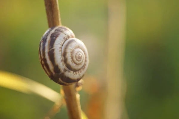 Caparazón de caracol en una rama en un jardín de verano, macro foto —  Fotos de Stock