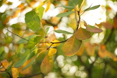 ormandaki dallarda yeşil ve turuncu yapraklar, sonbahar mevsimi.