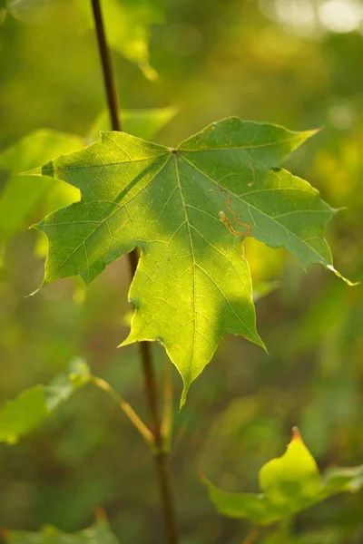 Feuille d'érable verte sur les branches dans la forêt, macro photo — Photo