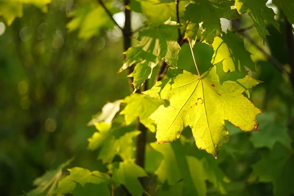 Зелене кленове листя на гілках у сонячному лісі . — стокове фото