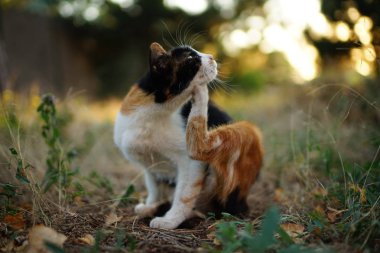 Kedi pençesi kulağın arkasında çizikler. Evcil hayvanlarda pire ler ve keneler. Kitty bahçenin çim üzerinde oturan