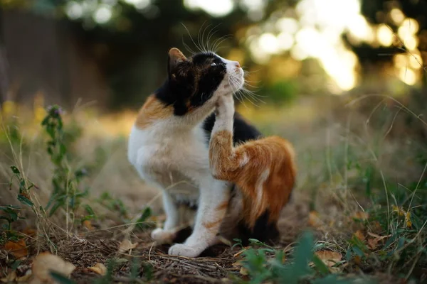 Pata de gato arranha atrás da orelha. Pulgas e carrapatos em animais domésticos. Kitty sentado na grama do jardim — Fotografia de Stock