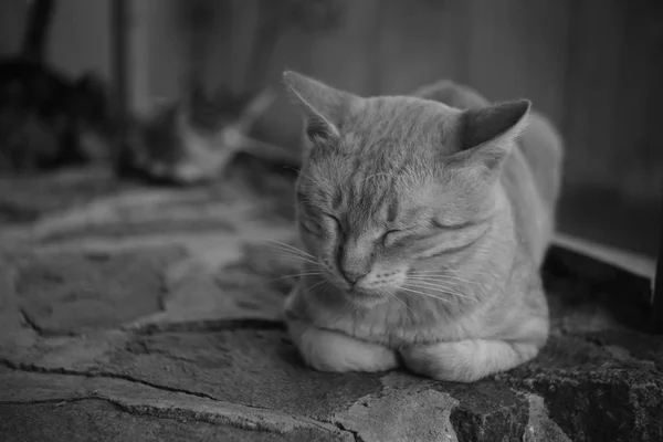 Gato dorme no chão de pedra foto ao ar livre, preto e branco . — Fotografia de Stock