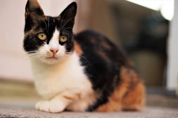 Beautiful calico cat lying on the floor, Maneki Neko tricolor kitty