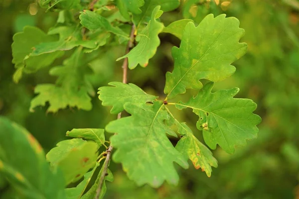 sonbahar ormanında dal üzerinde yeşil meşe yaprakları.