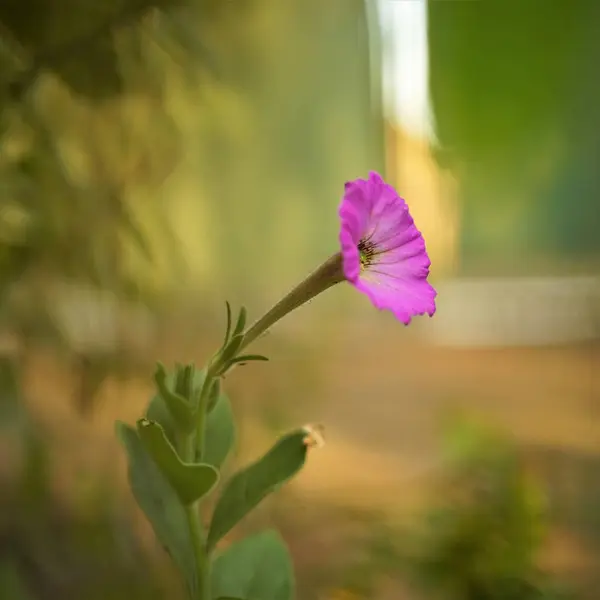 Flor violeta verdolaga o portulaca crecen en un jardín de verano . —  Fotos de Stock