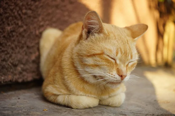 Gengibre gato dorme ao ar livre no verão ensolarado gaden . — Fotografia de Stock