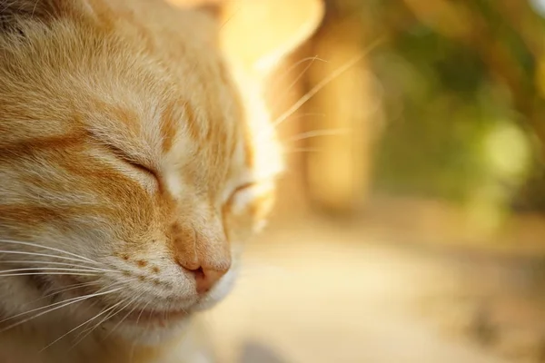 Gato dorme ao ar livre no verão gaden ensolarado, close-up rosto, macro foto — Fotografia de Stock