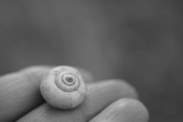 Caracol shell em dedos femininos, foto macro, preto e branco — Fotografia de Stock