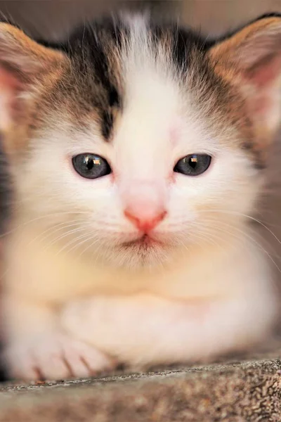 Branco com manchas marrons pequeno bebê gatinho retrato, bonito gatinho closeup rosto . — Fotografia de Stock