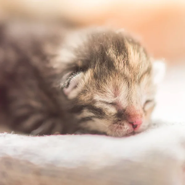 Söt nyfödda kattunge sova, närbild ansikte. — Stockfoto