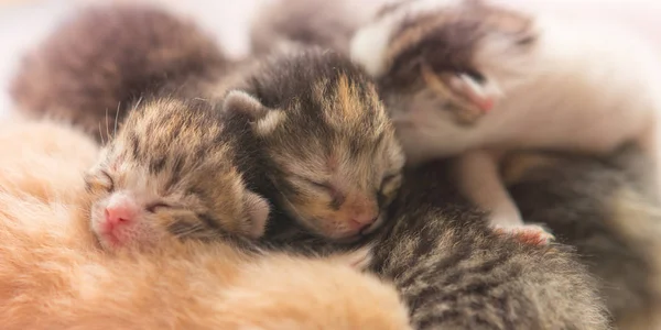 Chatons nouveau-nés mignons dorment, petits bébés animaux dorment . — Photo