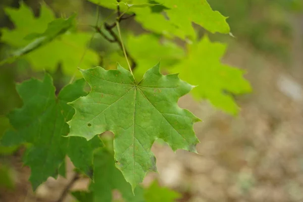 Зелене кленове листя на гілці дерева в осінньому лісі . — стокове фото