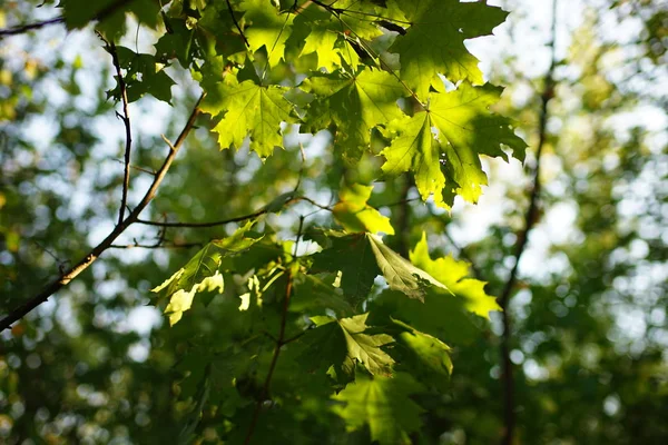 Зелене кленове листя на дереві з сонячним світлом в осінньому лісі . — стокове фото