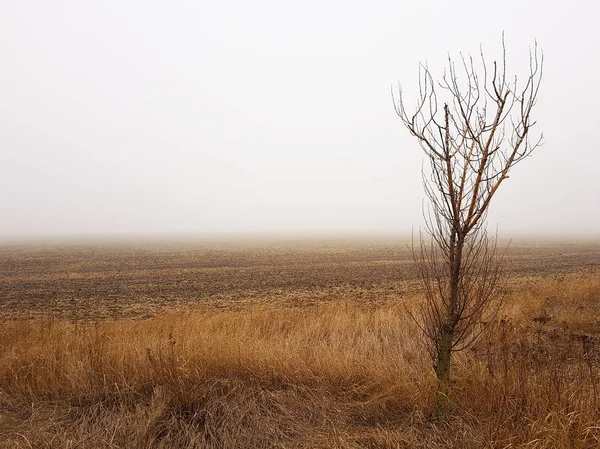 Arbre nu dans un champ d'automne brun brumeux . — Photo