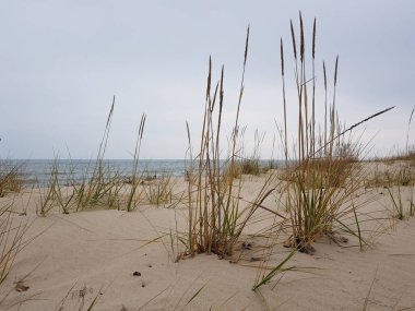 yüksek kuru ot terk edilmiş kumlu plajda yetişir, mavi deniz ve gökyüzü, sonbaharda bulutlu bir günde deniz manzarası