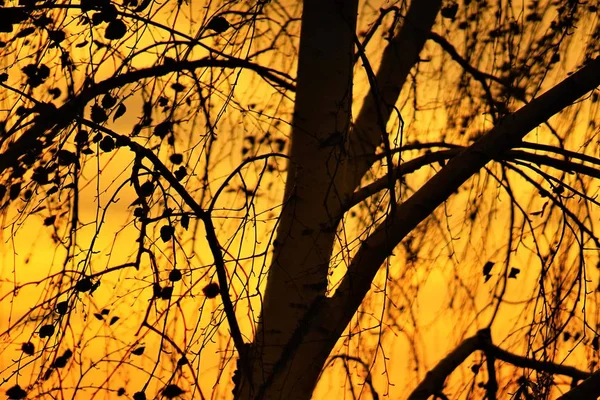 Silhouetted birch tree against orange sunset sky. — Stock Photo, Image