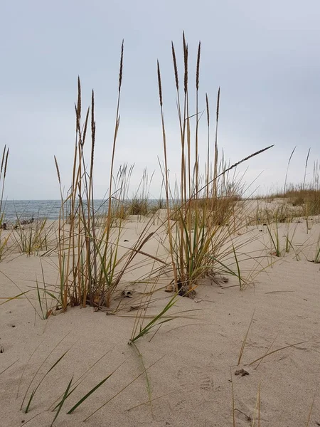 Wysoka sucha trawa rośnie na opuszczonej piaszczystej plaży, błękitne morze i niebo, — Zdjęcie stockowe