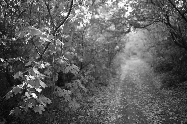 Höst skog med väg, b w foto. — Stockfoto