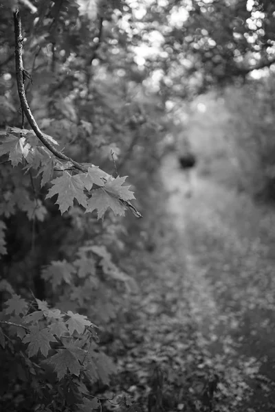 Vandra i höst skogen, BW Photo. — Stockfoto