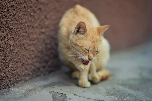 Blassrote Katze sitzt auf einem Steinboden und putzt eine Pfote, Großaufnahme Porträt. — Stockfoto