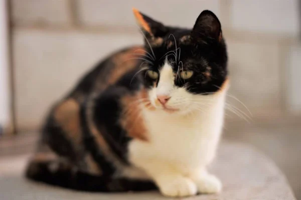 Beautiful calico cat lying on the floor, Maneki Neko tricolor kitty — Stock Photo, Image