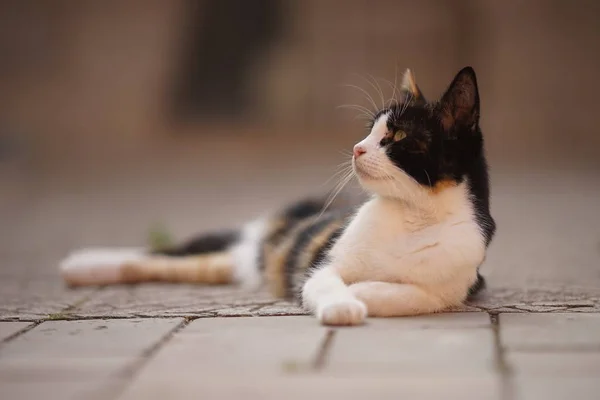 Maneki neko cat rest outdoor, relaxation domestic animals — Stock Photo, Image